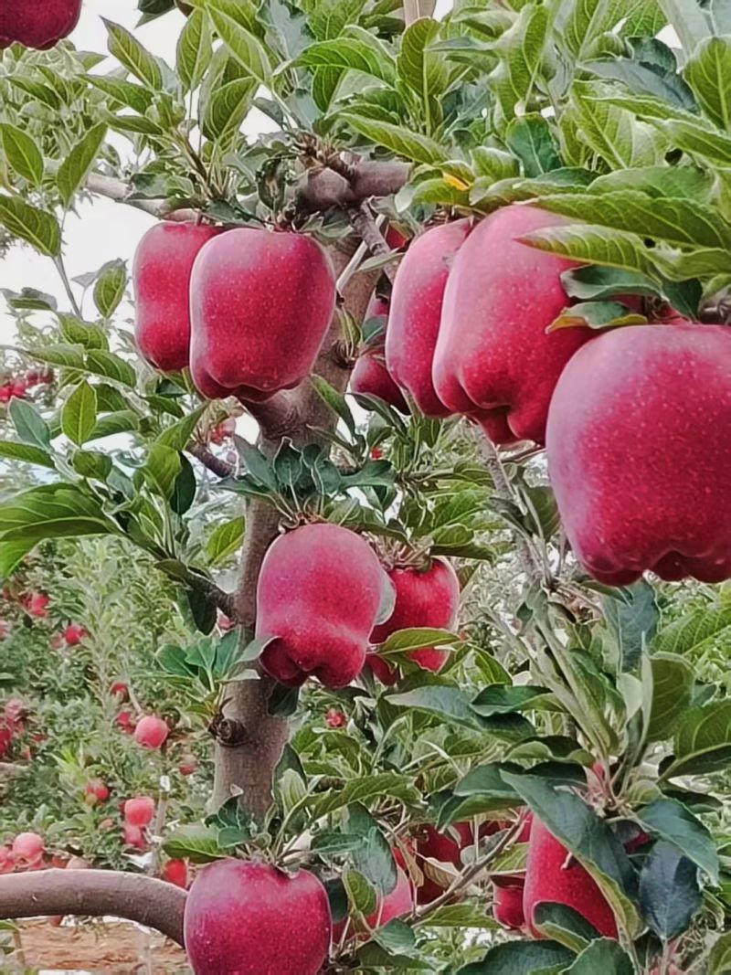天水花牛量大从优