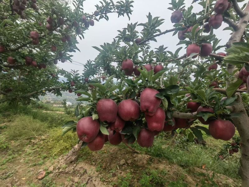天水花牛量大从优