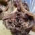 【五香牛头肉】五香牛头肉，干度高精修无油，可切块小包装。