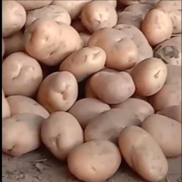 土豆种植地里批发