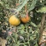 糖度10+铁皮柿子，草莓西红柿，电商，市场，商超