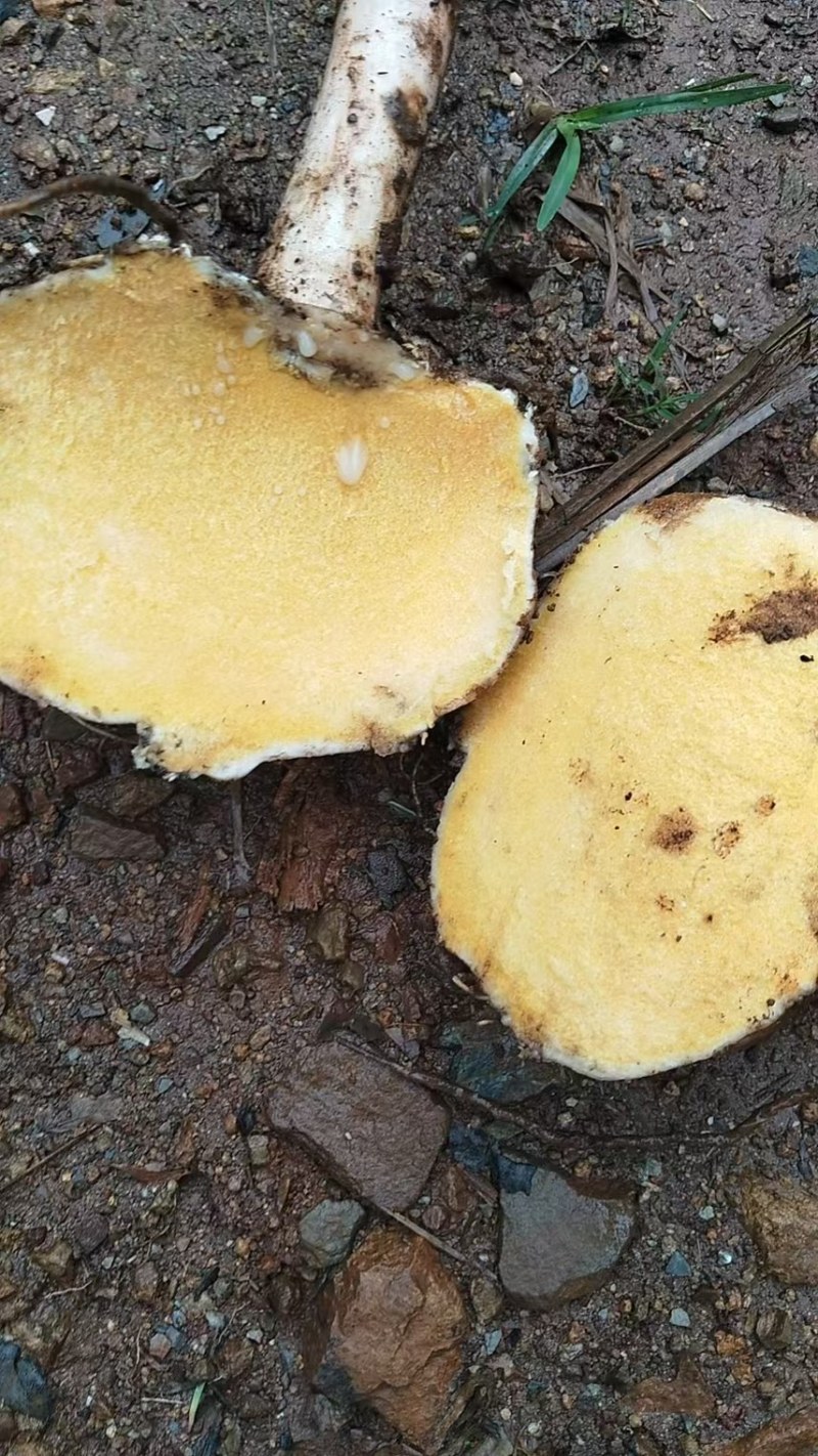 需要这个品种魔芋的老板可以联系了啊，量大从优……