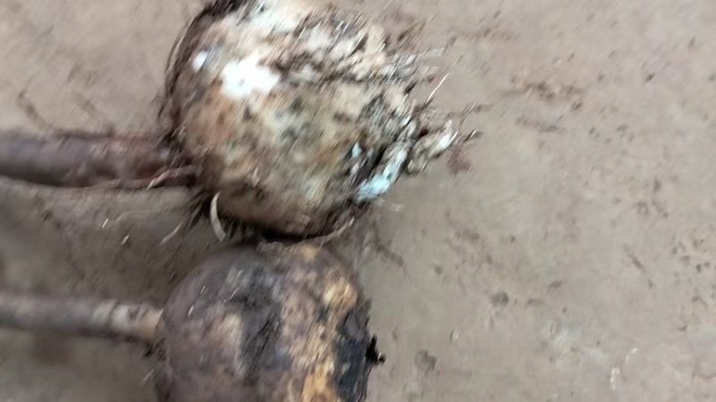 需要这个品种魔芋的老板可以联系了啊，量大从优……