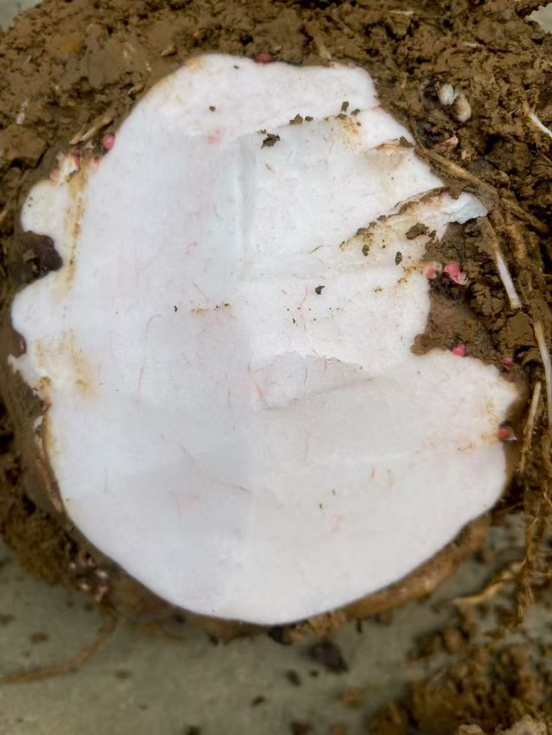 需要这个品种魔芋的老板可以联系了啊，量大从优……