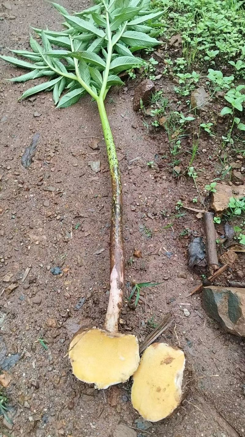 需要这个品种魔芋的老板可以联系了啊，量大从优……