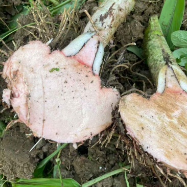 需要这个品种魔芋的老板可以联系了啊，量大从优……