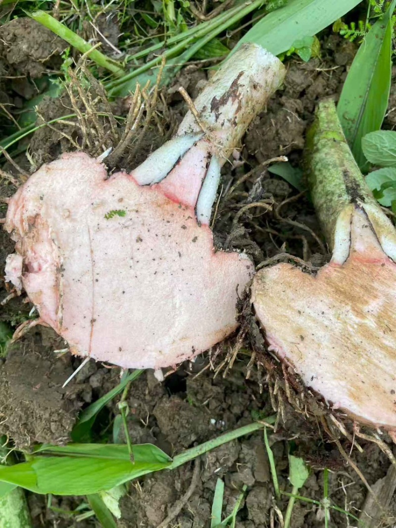 需要这个品种魔芋的老板可以联系了啊，量大从优……