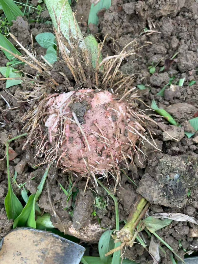 需要这个品种魔芋的老板可以联系了啊，量大从优……
