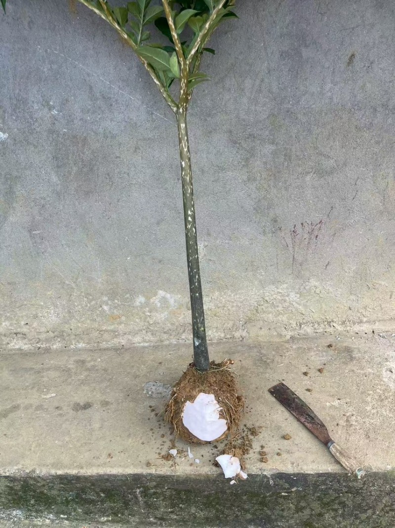 需要这个品种魔芋的老板可以联系了啊，量大从优……