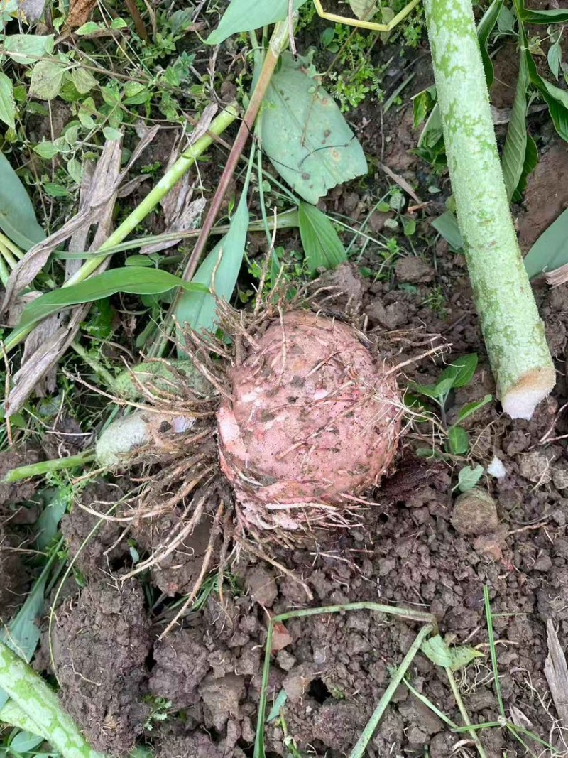 需要这个品种魔芋的老板可以联系了啊，量大从优……