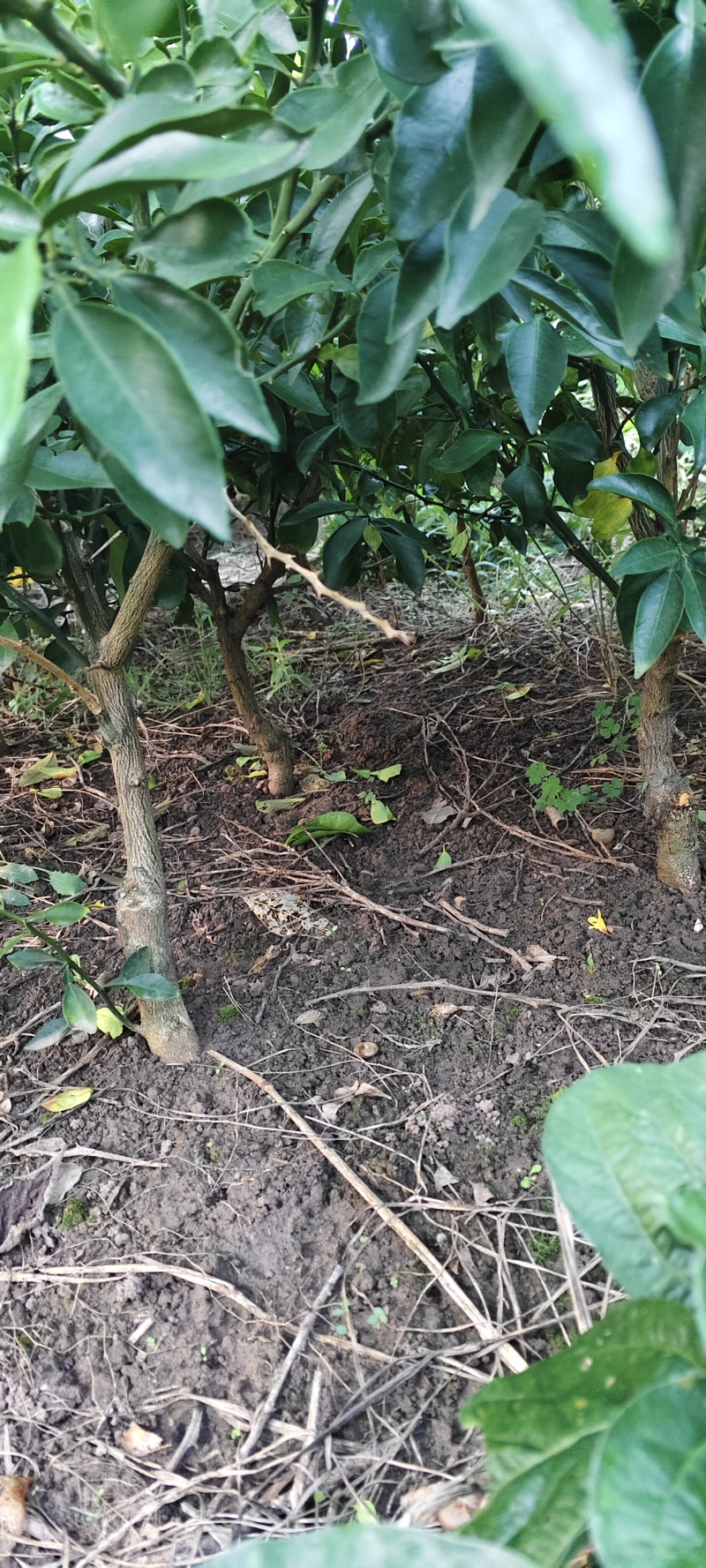 爱媛大苗