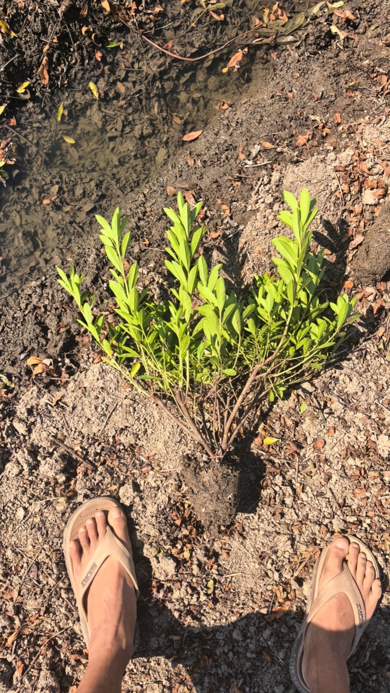 毛娟大毛球