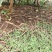 爱媛大苗
