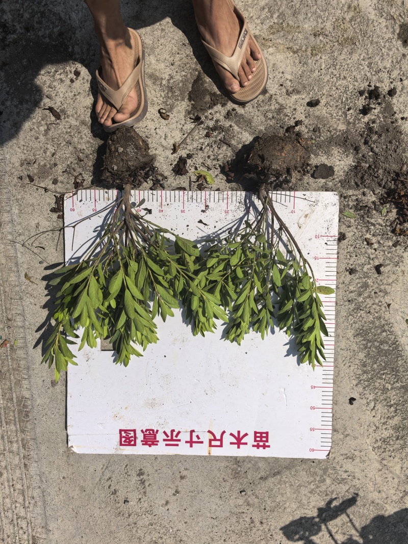 毛娟大毛球