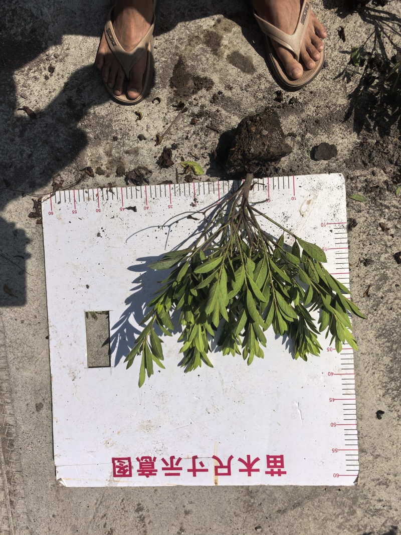毛娟大毛球