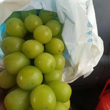 阳光玫瑰