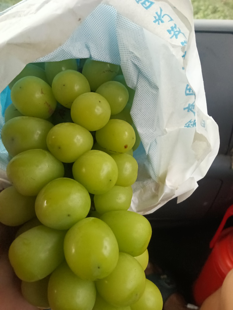 阳光玫瑰