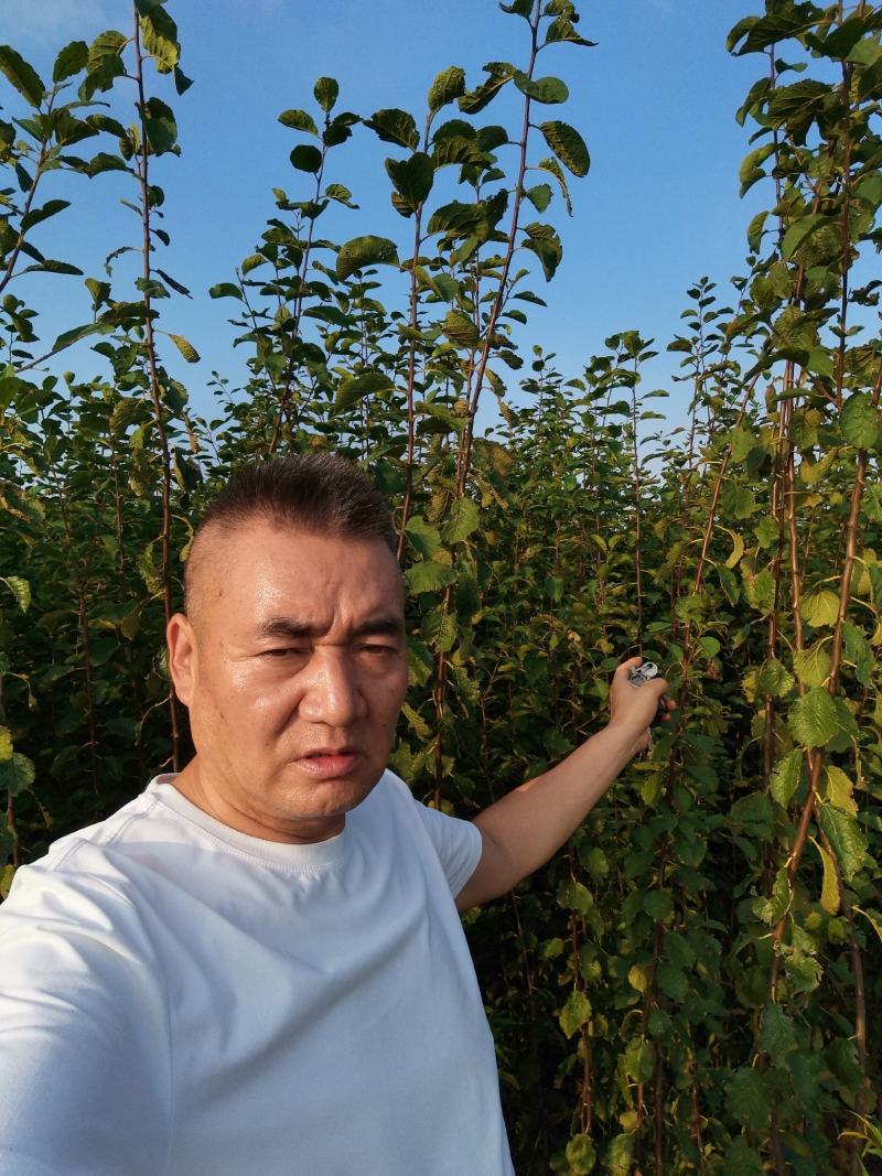 西梅苗，成品苗，80厘米高，80厘米粗，产地大量发货