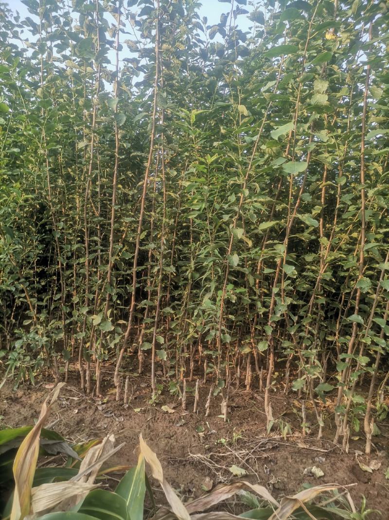 西梅苗，成品苗，80厘米高，80厘米粗，产地大量发货