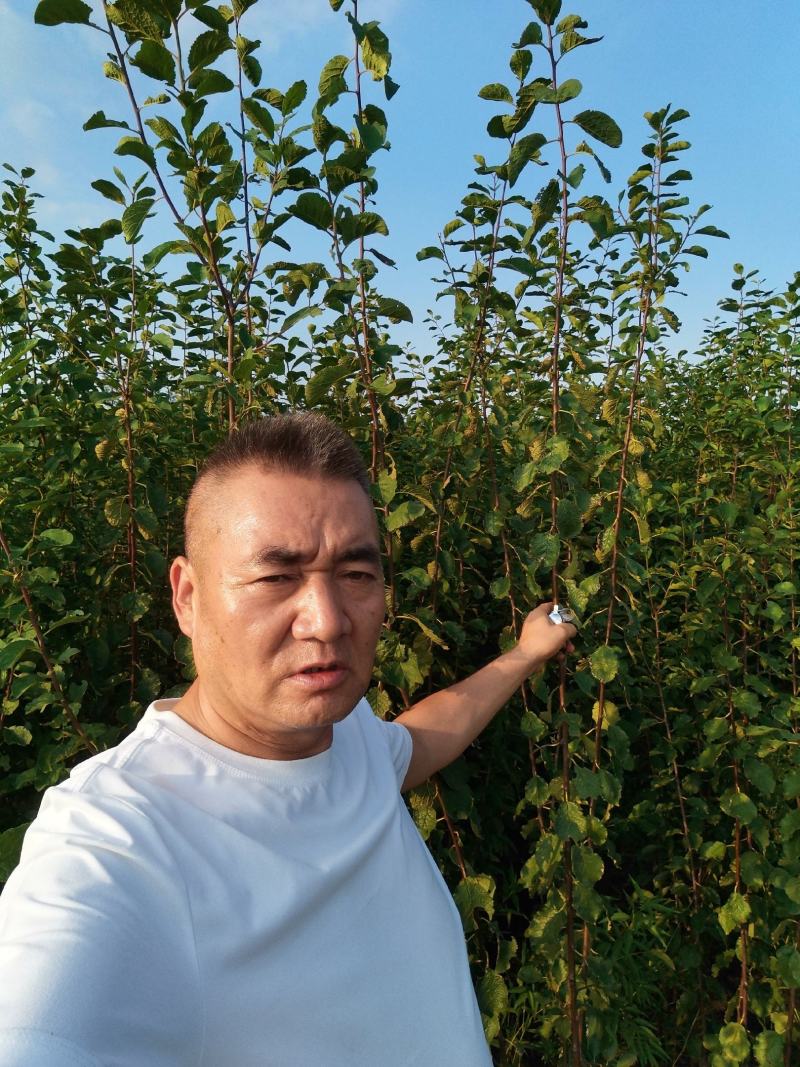 西梅苗，成品苗，80厘米高，80厘米粗，产地大量发货