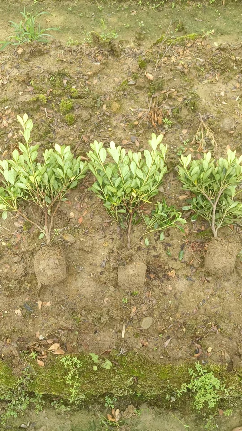 夏娟小毛球