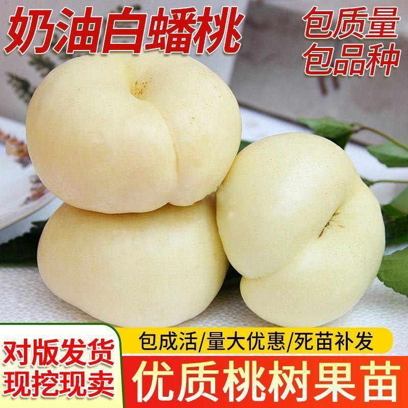 果园直发桃树苗新品种奶油白蟠桃蜂糖白玉桃现挖现发包品种
