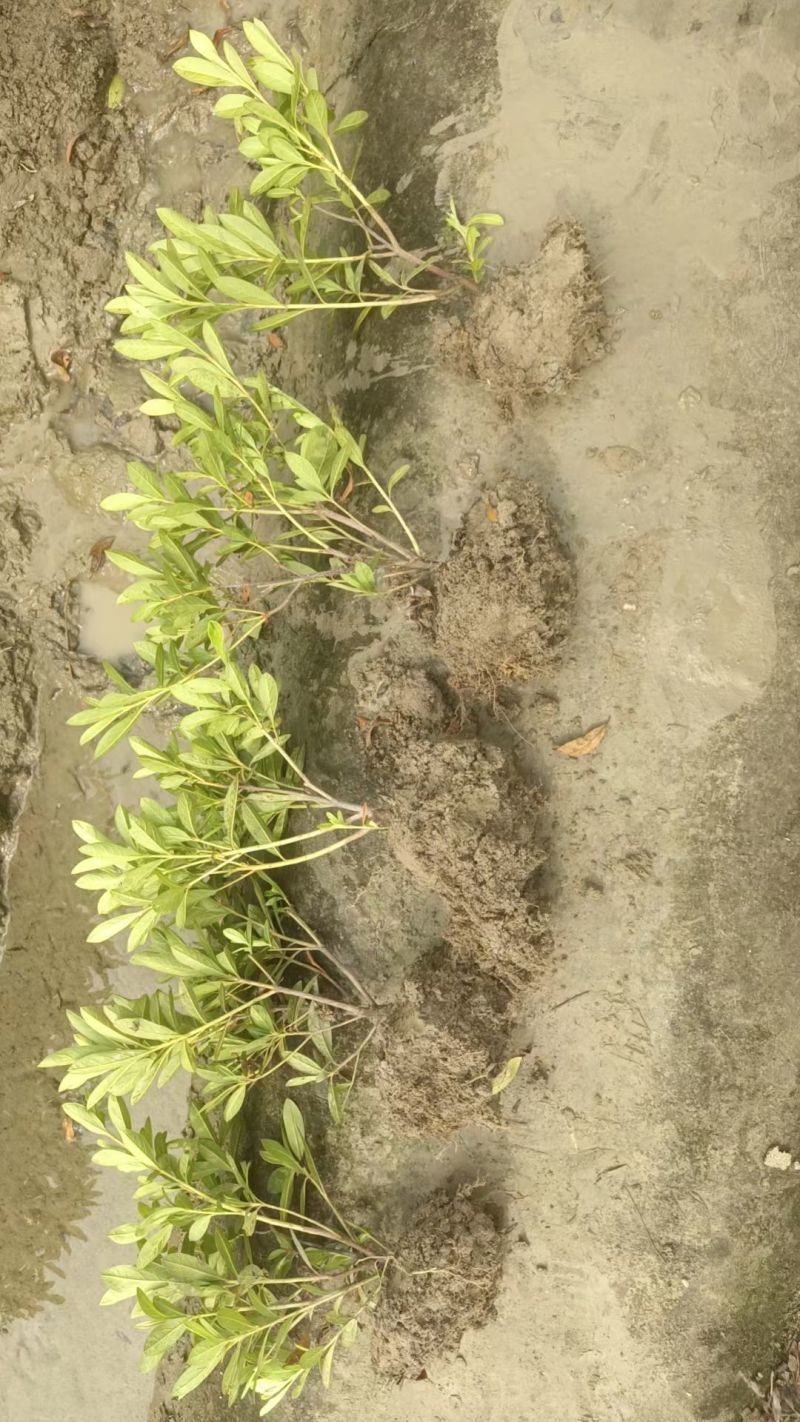 毛娟小毛球