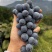 露天高山刺葡萄基地酿酒的原料