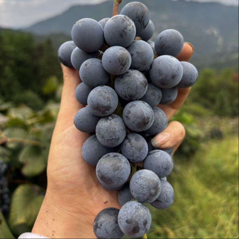 露天高山刺葡萄基地酿酒的原料