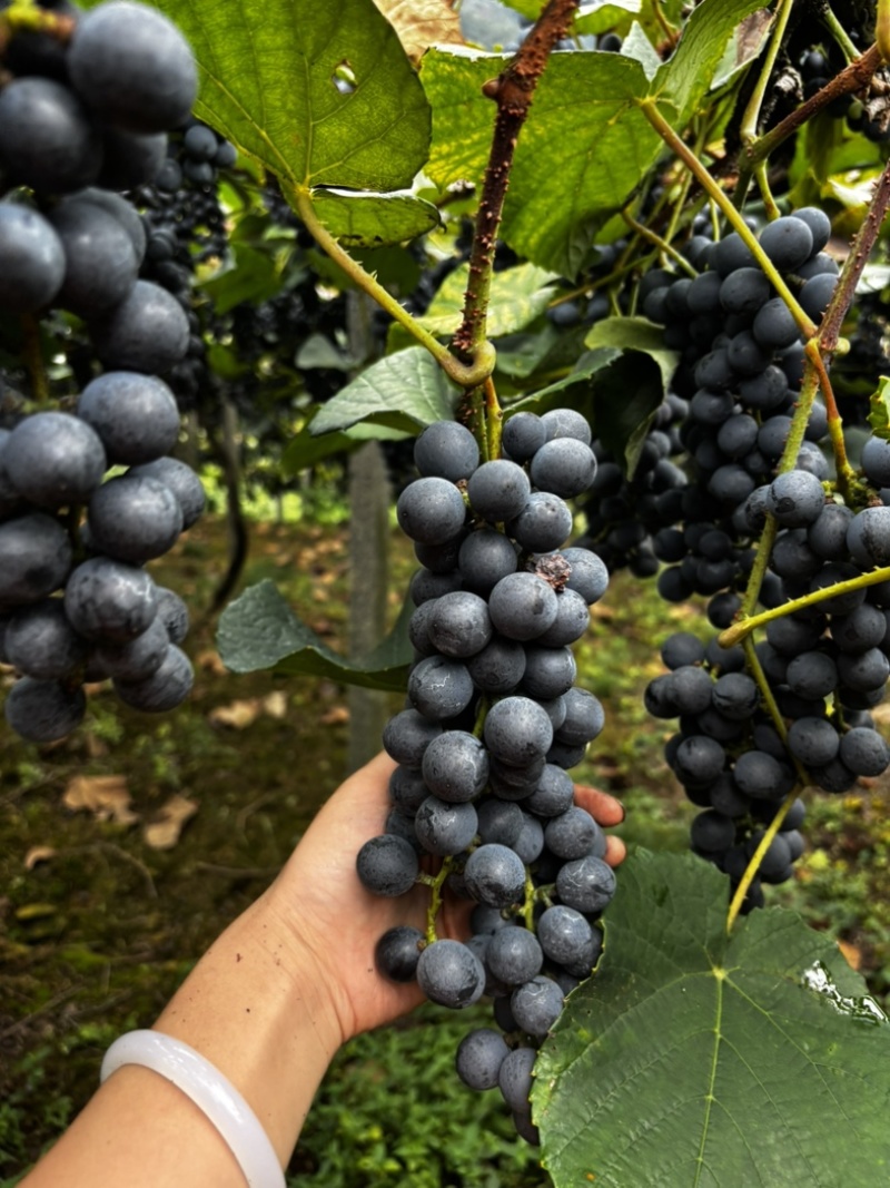 露天高山刺葡萄基地酿酒的原料