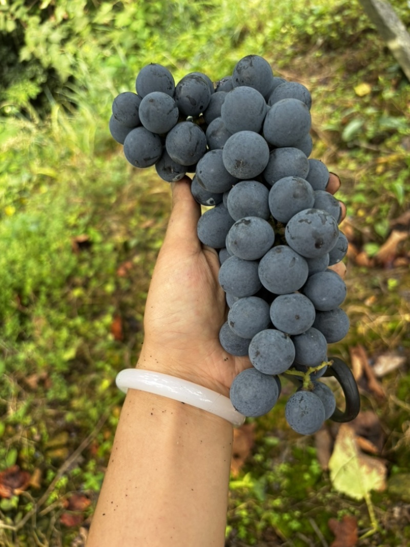 露天高山刺葡萄基地酿酒的原料