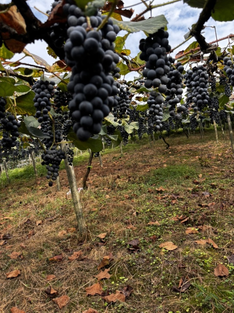 露天高山刺葡萄基地酿酒的原料