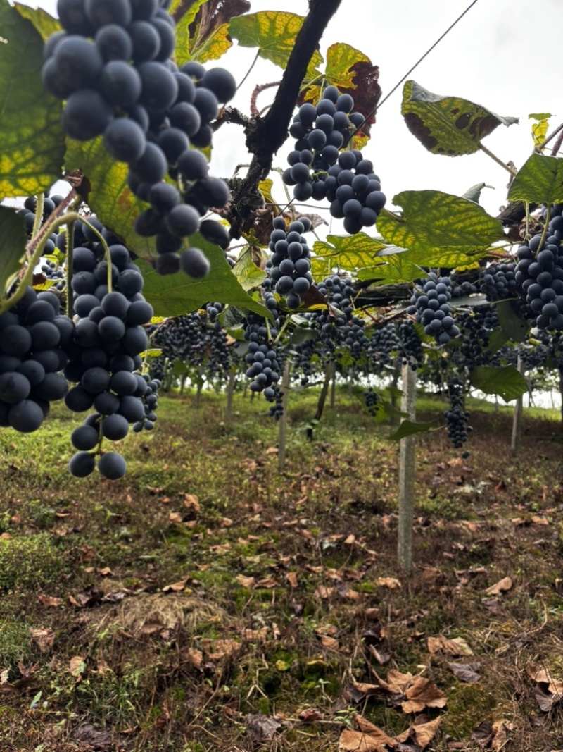 露天高山刺葡萄基地酿酒的原料