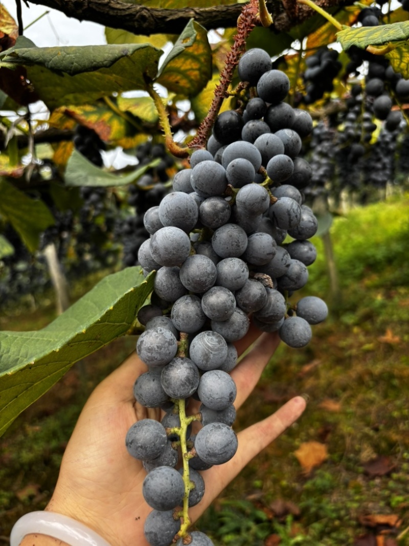 露天高山刺葡萄基地酿酒的原料