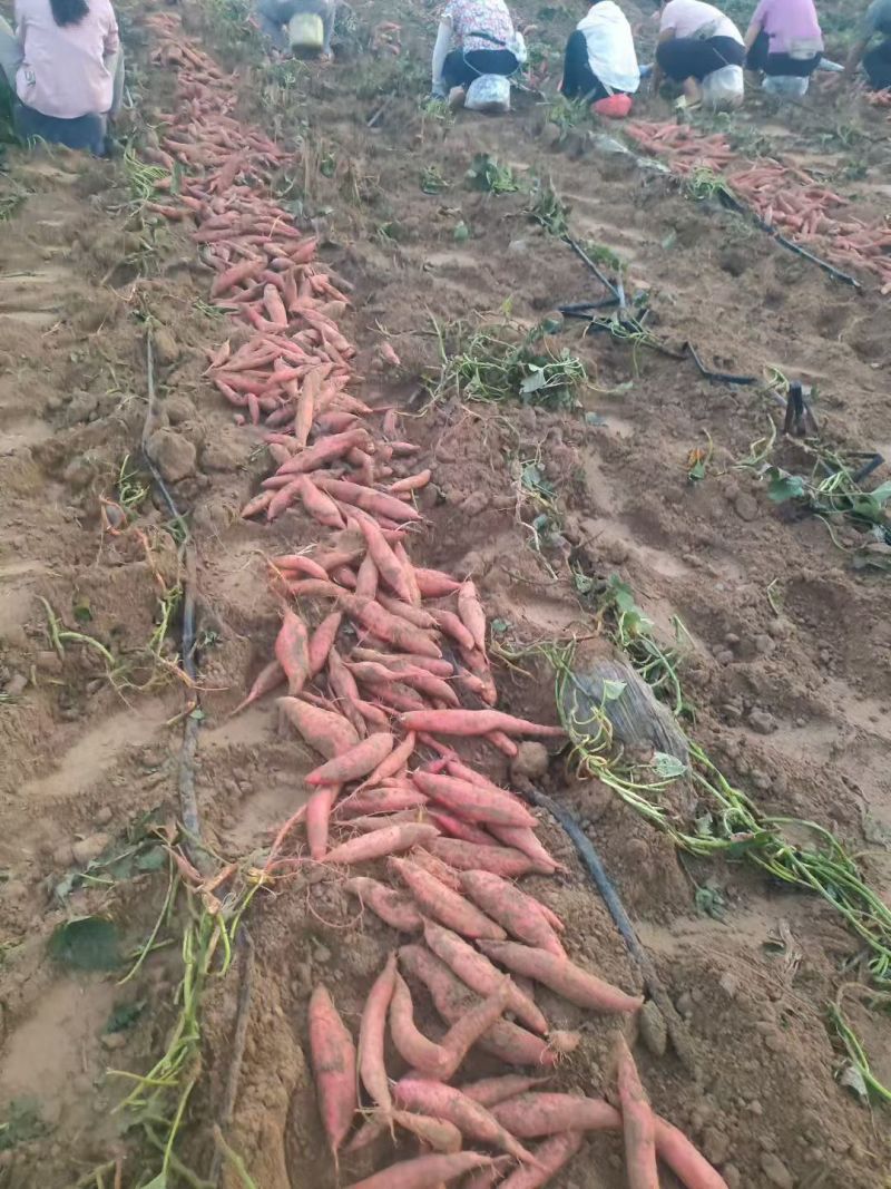 西瓜红，烟薯