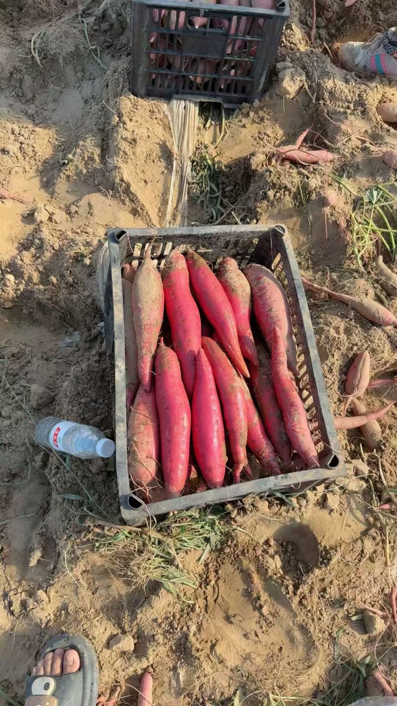 西瓜红，烟薯