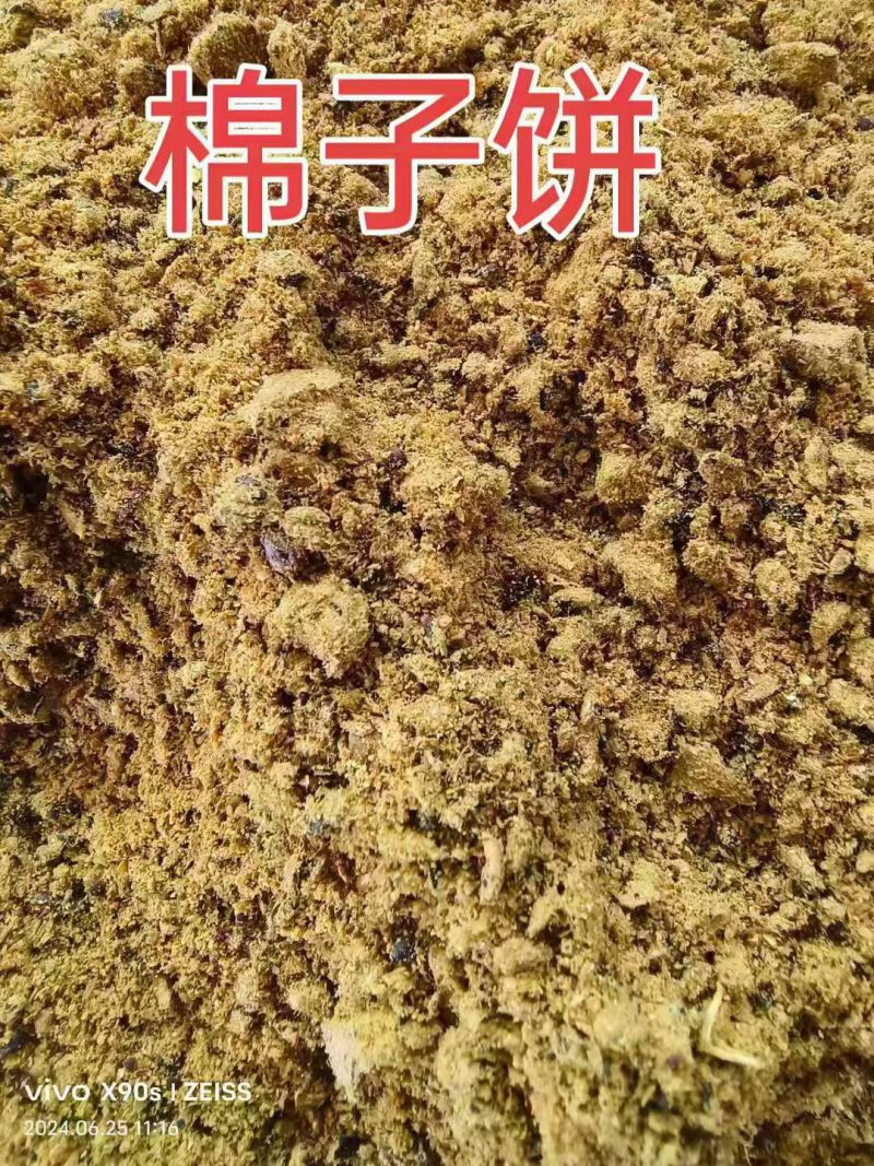 棉籽饼