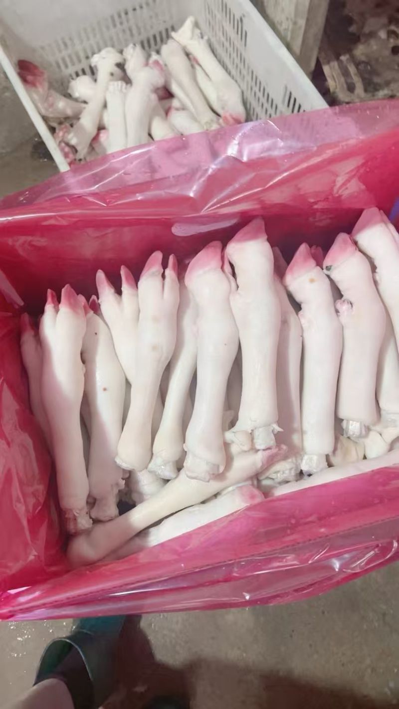 白羊蹄