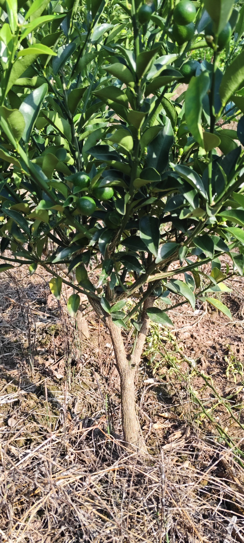 脆皮金桔