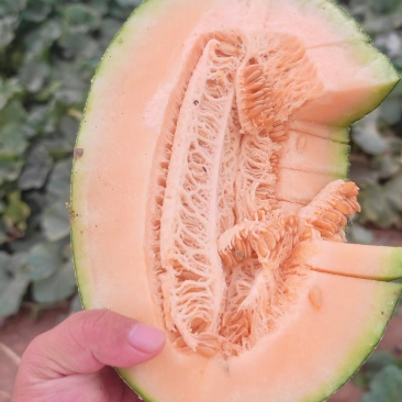 新疆吐鲁番