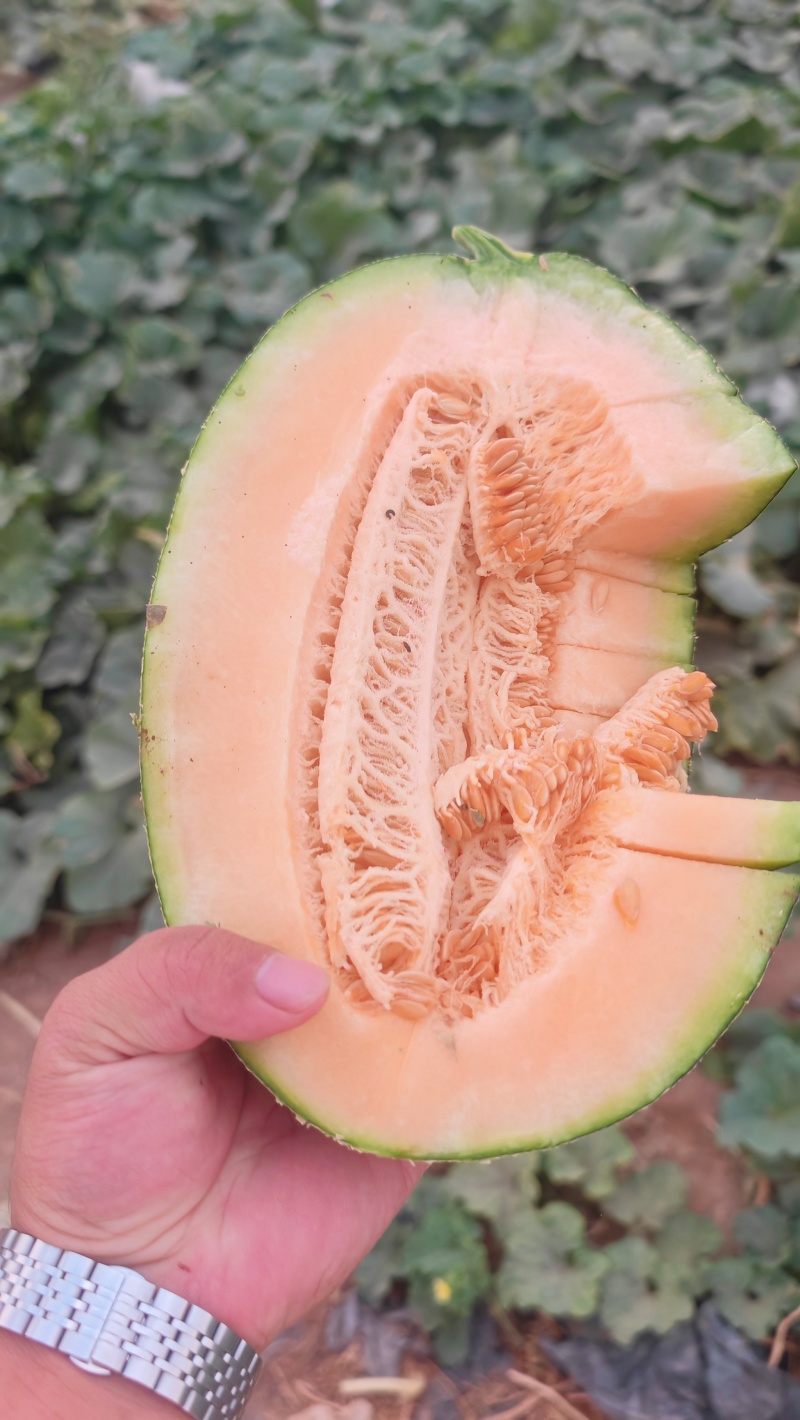 新疆吐鲁番