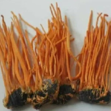 辽宁虫草大量有货无硫品质优可视频看货欢迎来电咨询