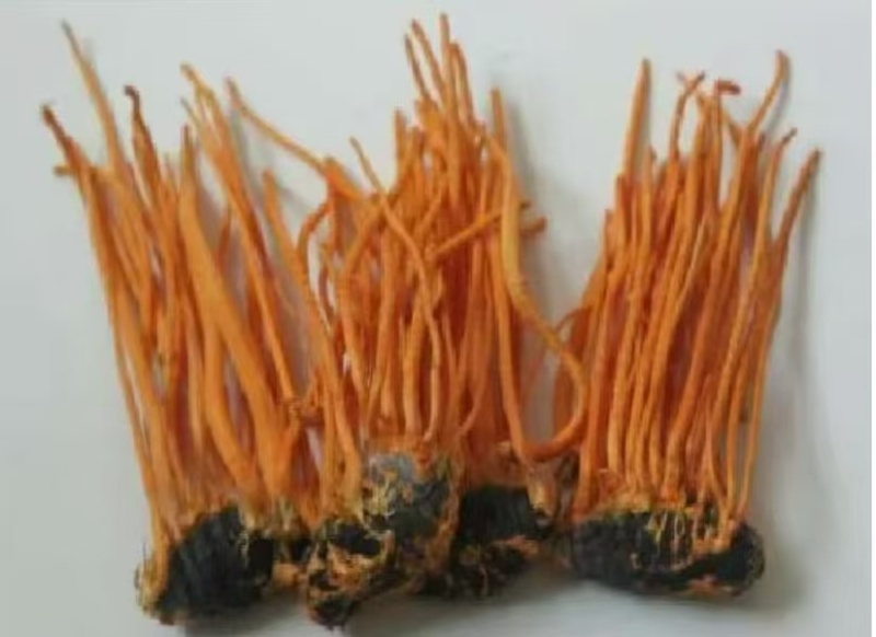 辽宁虫草大量有货无硫品质优可视频看货欢迎来电咨询