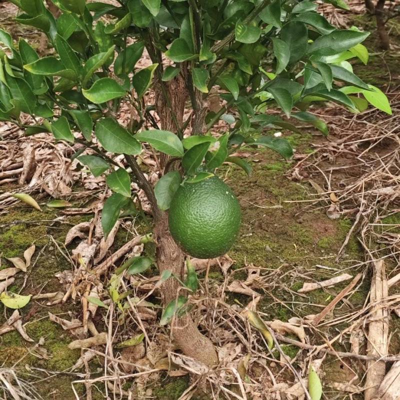 大雅耙耙柑
