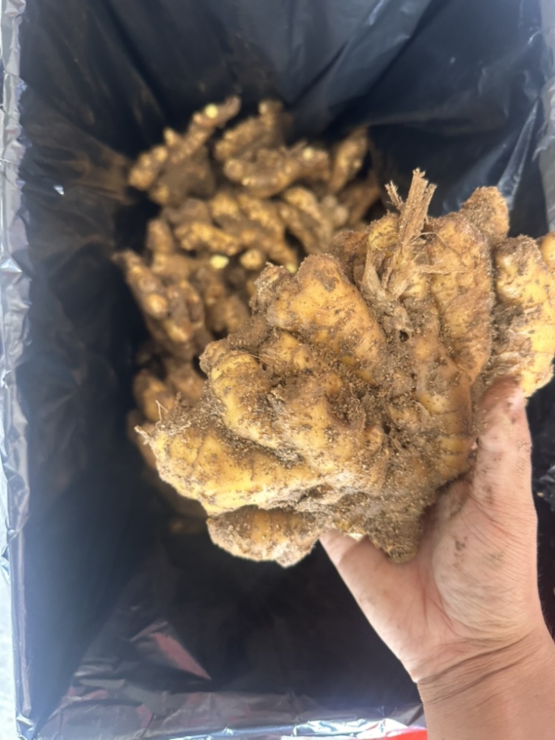 生姜，产地一手货源，价格便宜，质量保证。