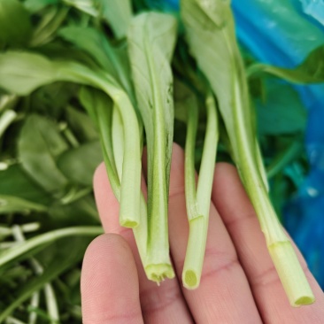 新鲜采摘精品马兰头，口感鲜美，营养丰富，健康美味量大从优