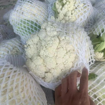 菜花有机花货源充足长年供应质量保证松花菜