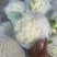 菜花有机花货源充足长年供应质量保证松花菜