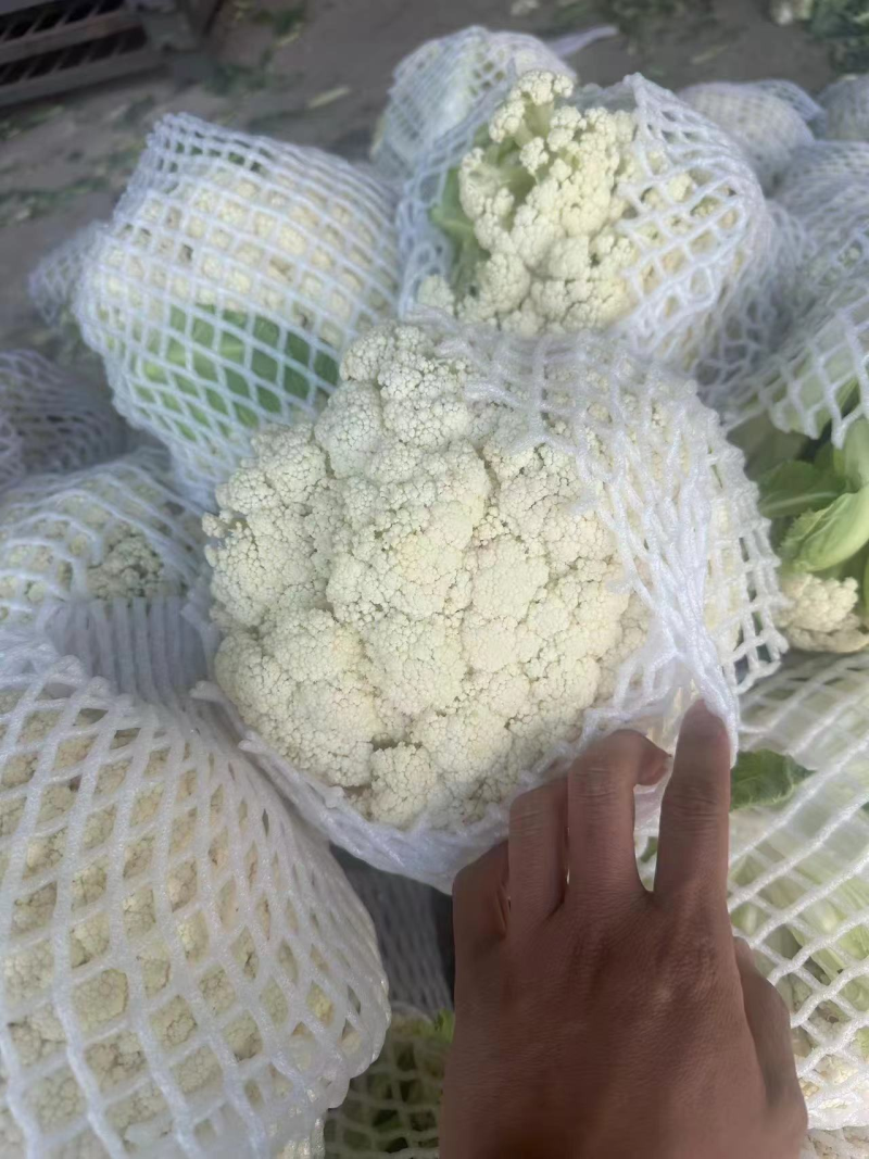 菜花有机花货源充足长年供应质量保证松花菜