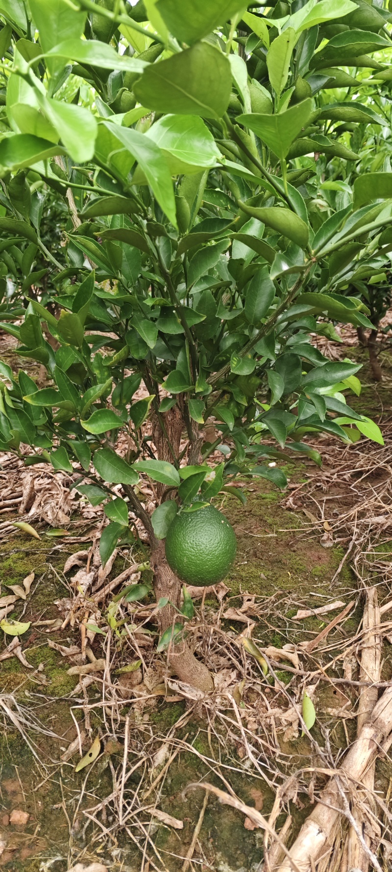 大雅耙耙柑